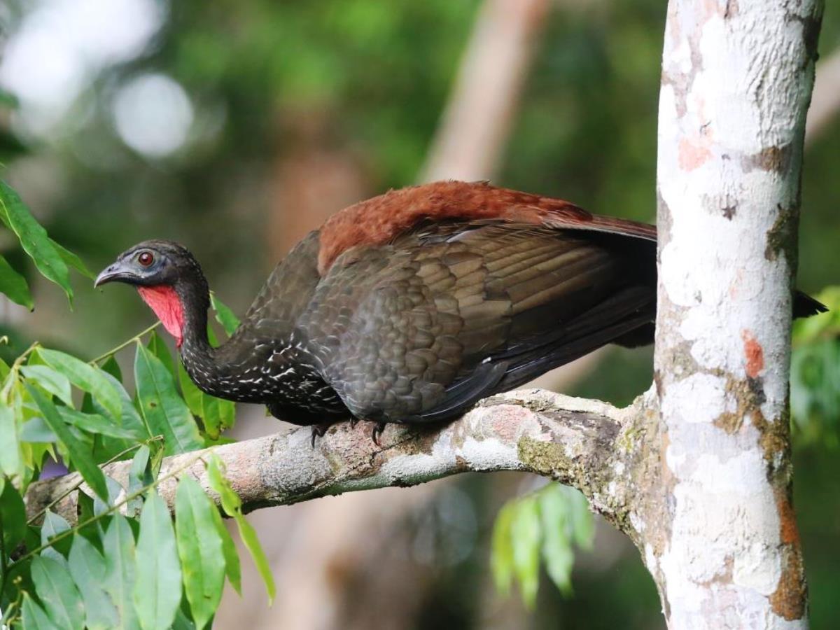 Guan Crested-Birding tour Costa Rica-Ecotours-ToucanBirdingEcolodge-costaricacom-S05A