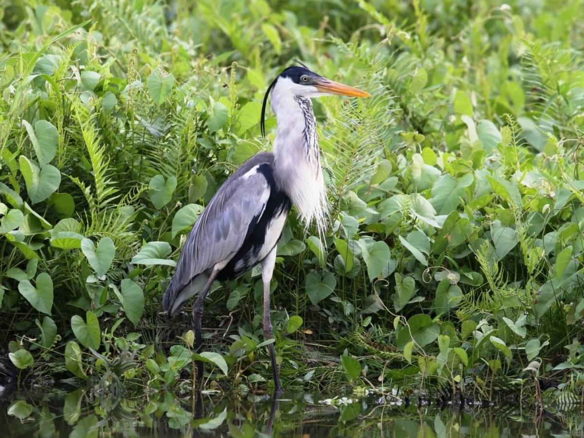 Heron Cocoi-Peru Birding Tour by Ecotours-Worldwidecom-S05A