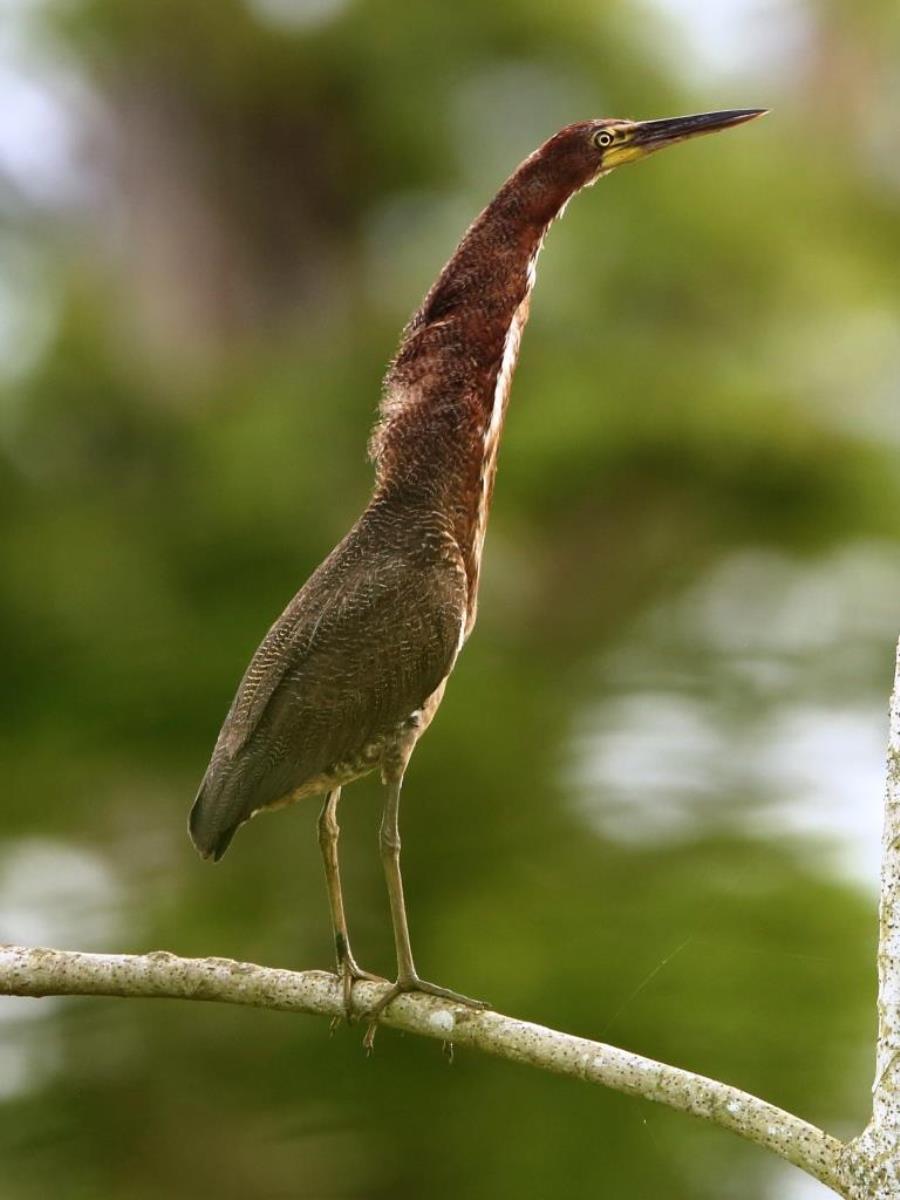 Heron Rufescent Tiger-Birding  Wildlife Tour Panama-Ecotours-ToucanBirdingEcolodge-costaricacom-S05A