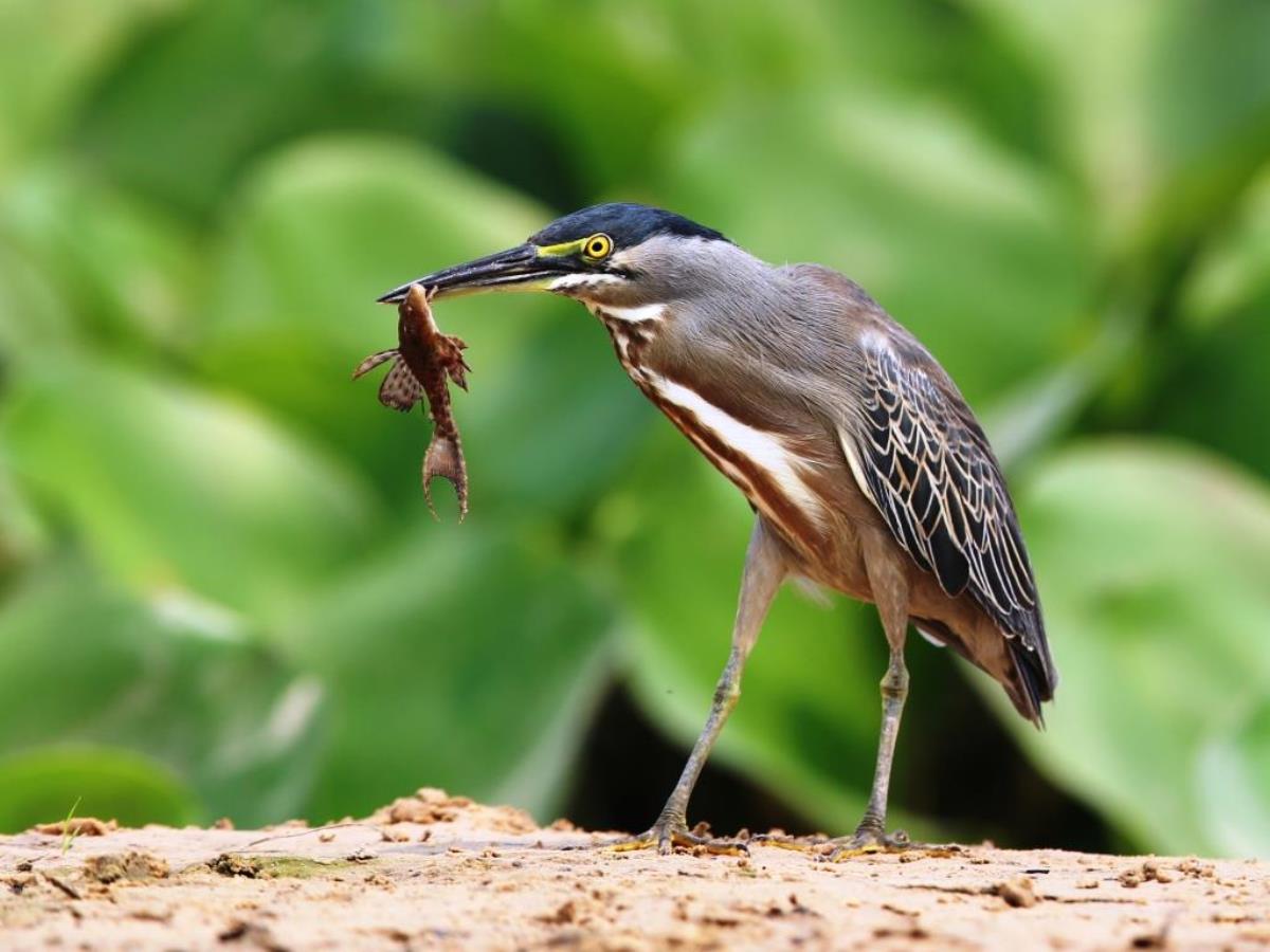 Heron Striated-Brazil-Pantanal  Atlantic Forest Tour by Ecotours-Worldwidecom-ToucanBirdingEcoLodge-S05A