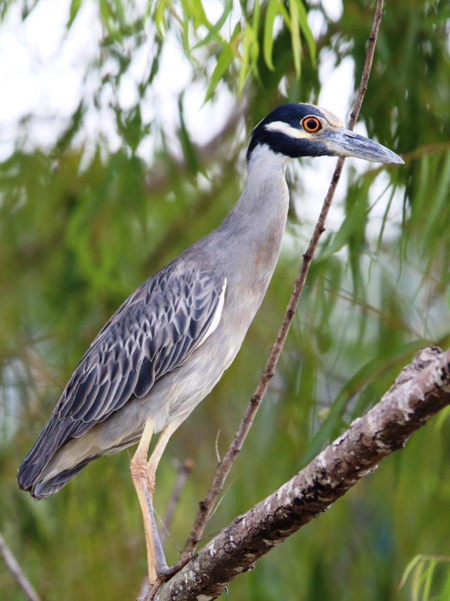 Heron Yellow-crowned Night-Butterfly-Birding-Wildlife Tour Mexico by Ecotours-Worldwidecom-S05A