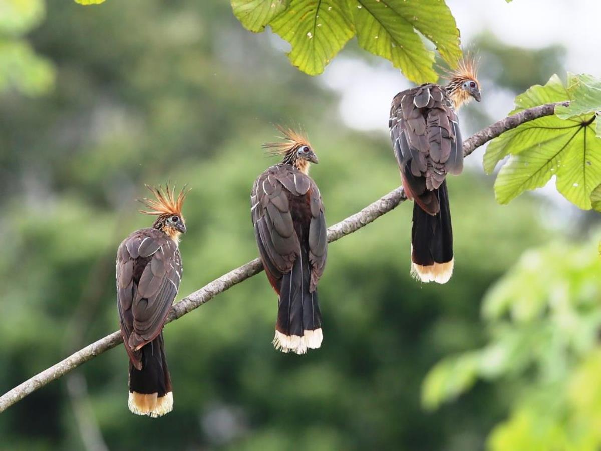 Hoatzin-Peru Birding Tour by Ecotours-Worldwidecom-S05A