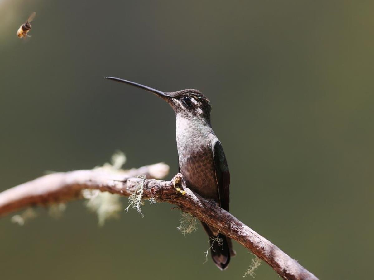 Hummingbird-Birding Costa Rica-Ecotours-ToucanBirdingEcolodge-costaricacom-S05A