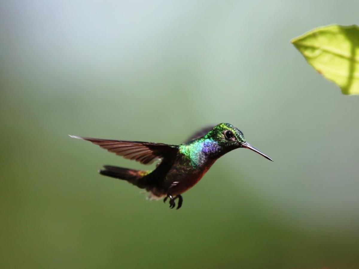 Hummingbird Blue-chested-Birding  Wildlife Tour Panama-Ecotours-ToucanBirdingEcolodge-costaricacom-S05A