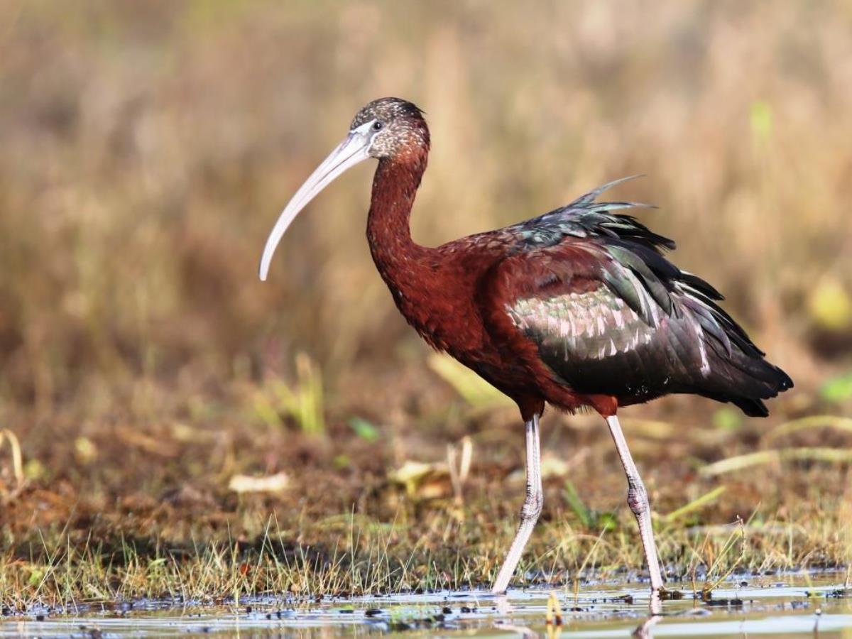 Ibis Glossy-Belize Birding  Wildlife Tour by Ecotours-Worldwidecom-ToucanBirdingEcoLodge-S05A