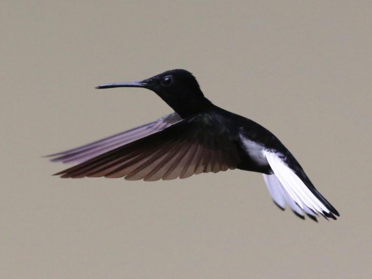 Jacobin Black Brazil Atlantic Forest-Ecotours-Worldwidecom S05A