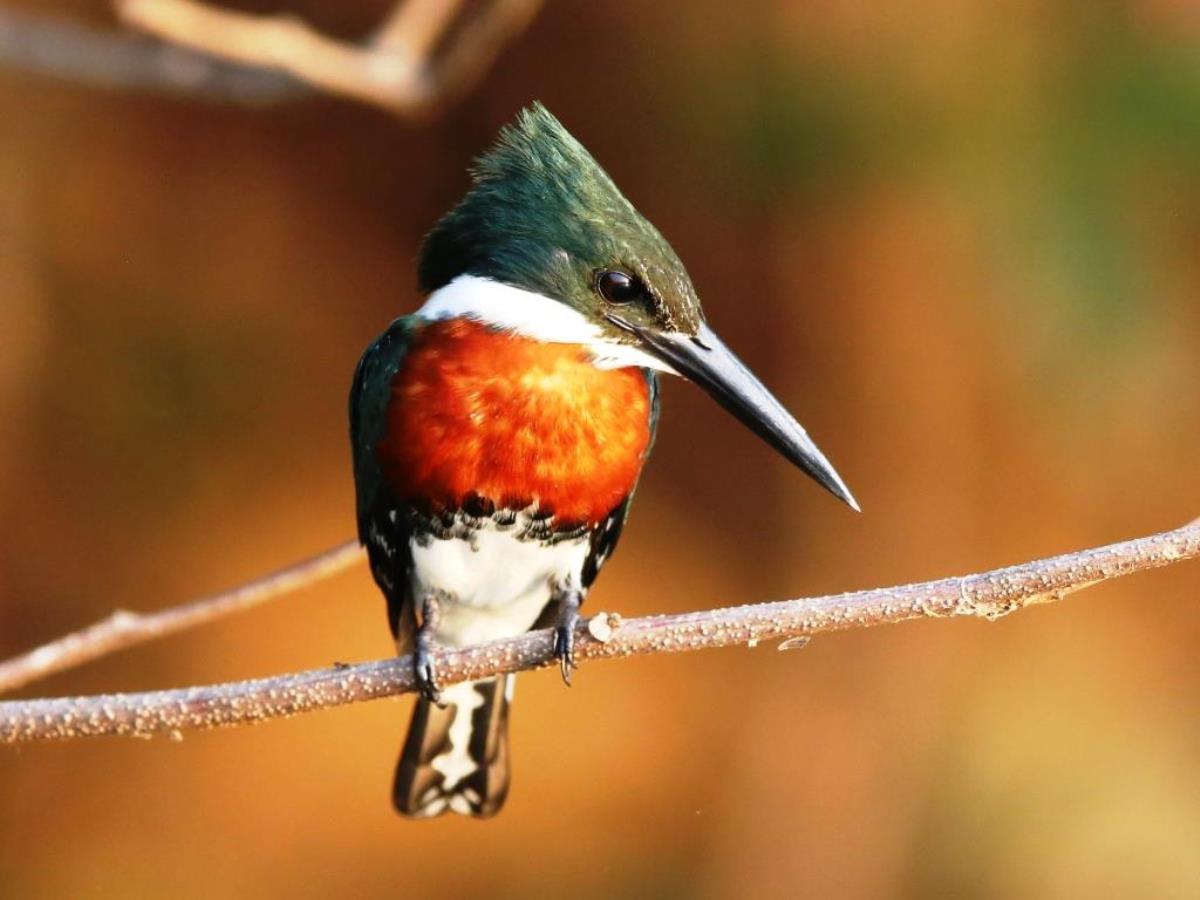 Kingfisher Green male-Brazil-Pantanal  Atlantic Forest Tour by Ecotours-Worldwidecom-ToucanBirdingEcoLodge-S05A