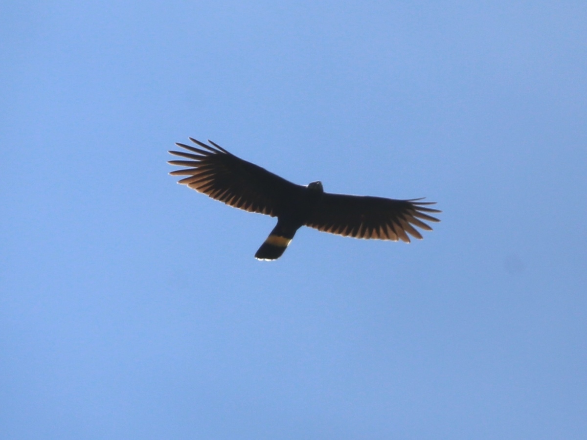 Kite Hook-billed adult dark morph-Ecotours-Worldwide-Costa Rica-S05A