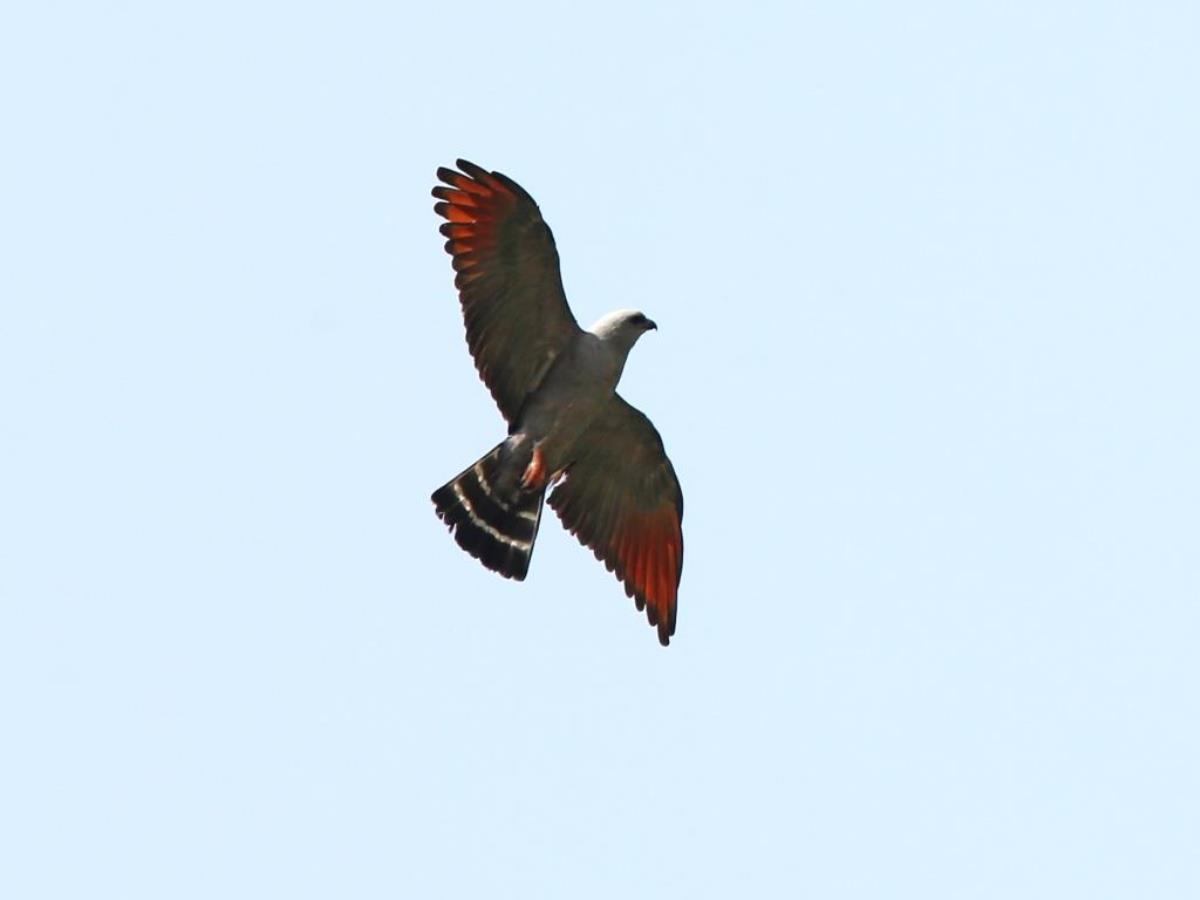 Kite Plumbeous-Brazil-Pantanal  Atlantic Forest Tour by Ecotours-Worldwidecom-ToucanBirdingEcoLodge-S05A
