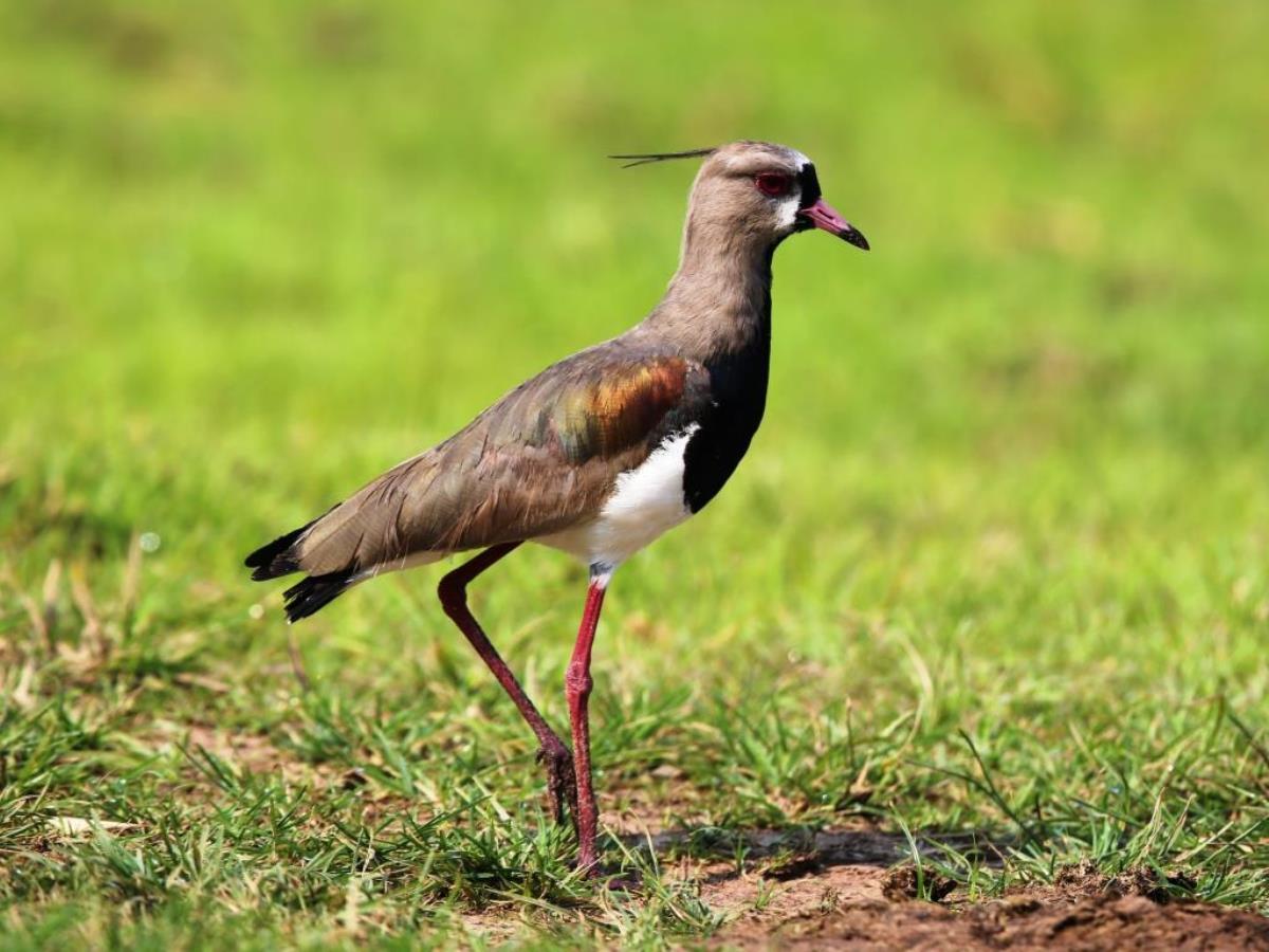 Lapwing Southern-Brazil-Pantanal  Atlantic Forest Tour by Ecotours-Worldwidecom-ToucanBirdingEcoLodge-S05A
