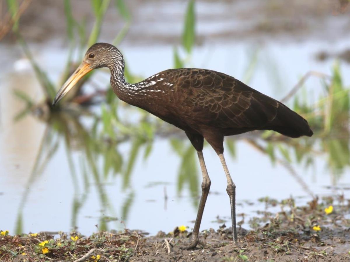 Limpkin-Brazil-Pantanal  Atlantic Forest Tour by Ecotours-Worldwidecom-ToucanBirdingEcoLodge-S05A