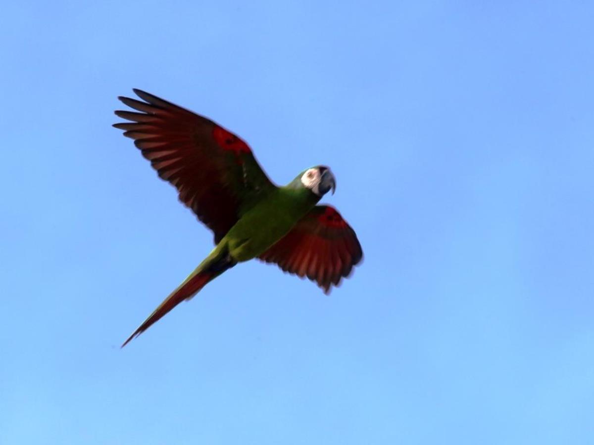 Macaw Chestnut-fronted-Birding  Wildlife Tour Panama-Ecotours-ToucanBirdingEcolodge-costaricacom-S05A