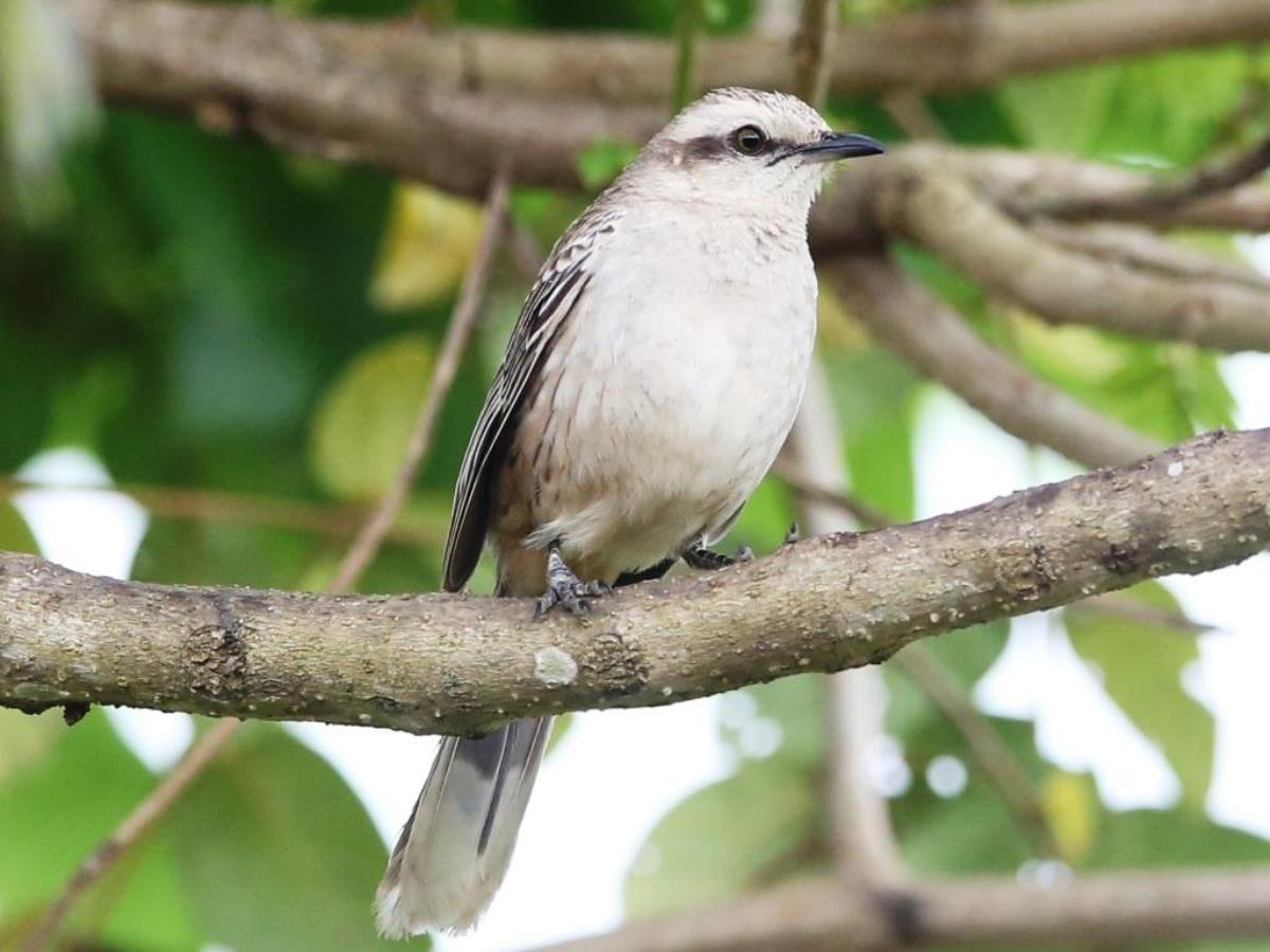 Mockingbird Chalk-browed-Birding Brazil Atlantic Forest-Ecotours-Worldwidecom-S05A
