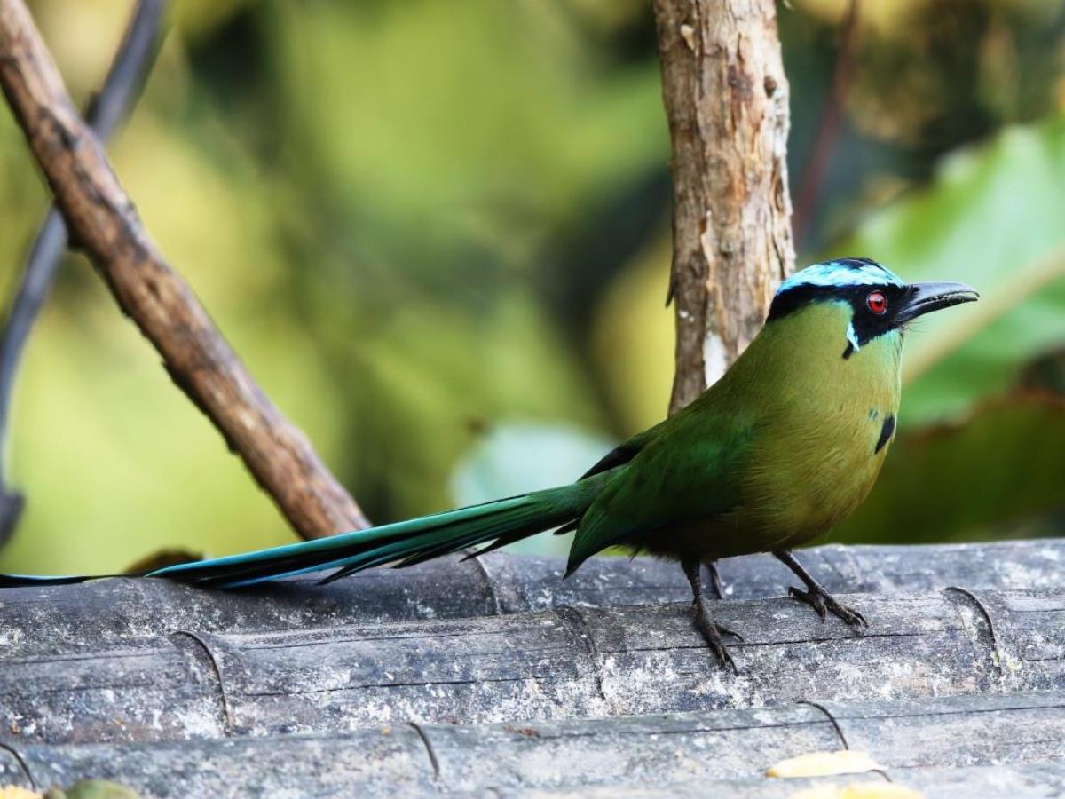 Motmot Blue-crowned-Whooping-Colombia-Birding  Wildlife Tour-Ecotours-Worldwidecom-S05A