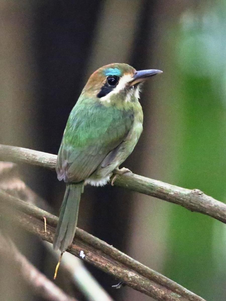 Motmot Tody-Birding-Wildlife-Photography Tours Honduras-Ecotours-Worldwidecom-S05A