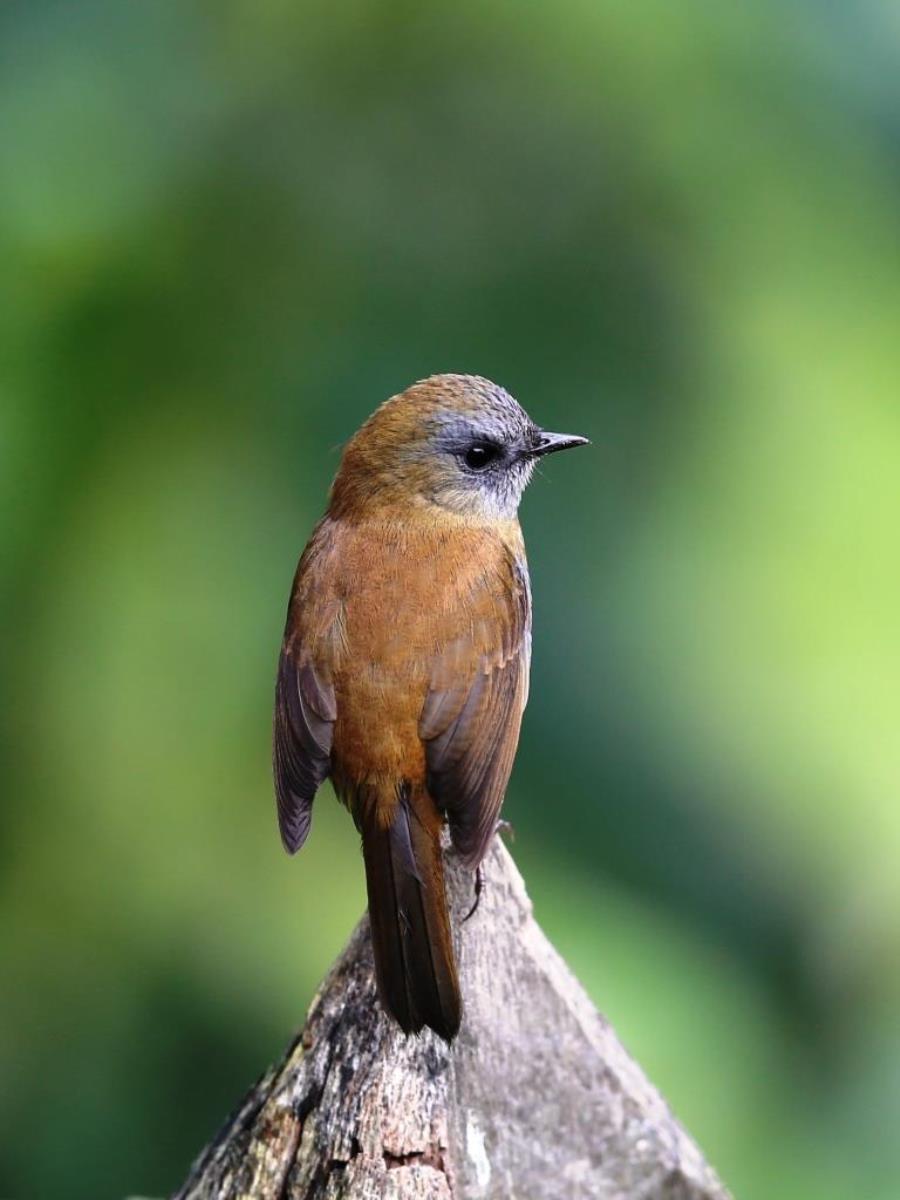 Nightingale-thrush Black-billed-Birding  Wildlife Tour Costa Rica-Ecotours-ToucanBirdingEcolodge-costaricacom-S05A