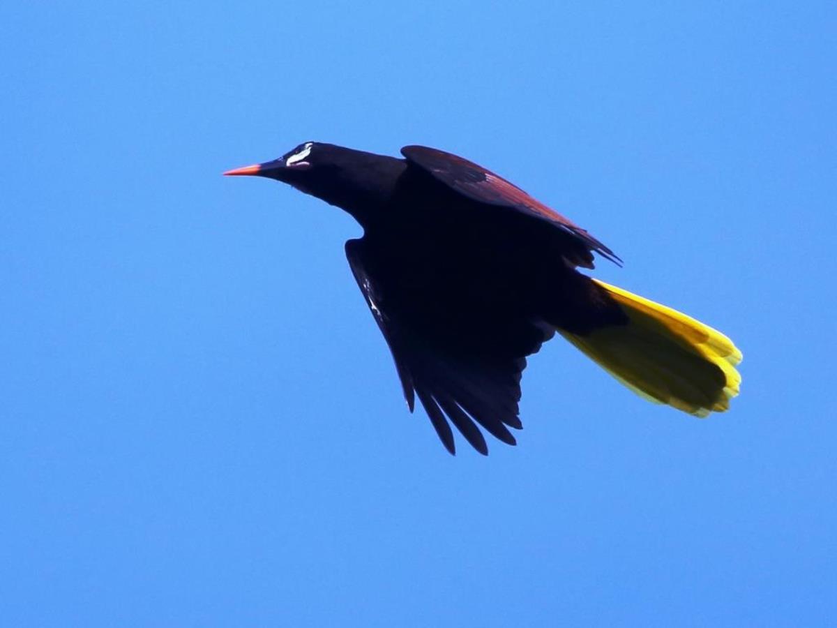 Oropendola Montezuma-Birding Yucatan-Ecotours-ToucanBirdingEcolodge-costaricacom-S05A