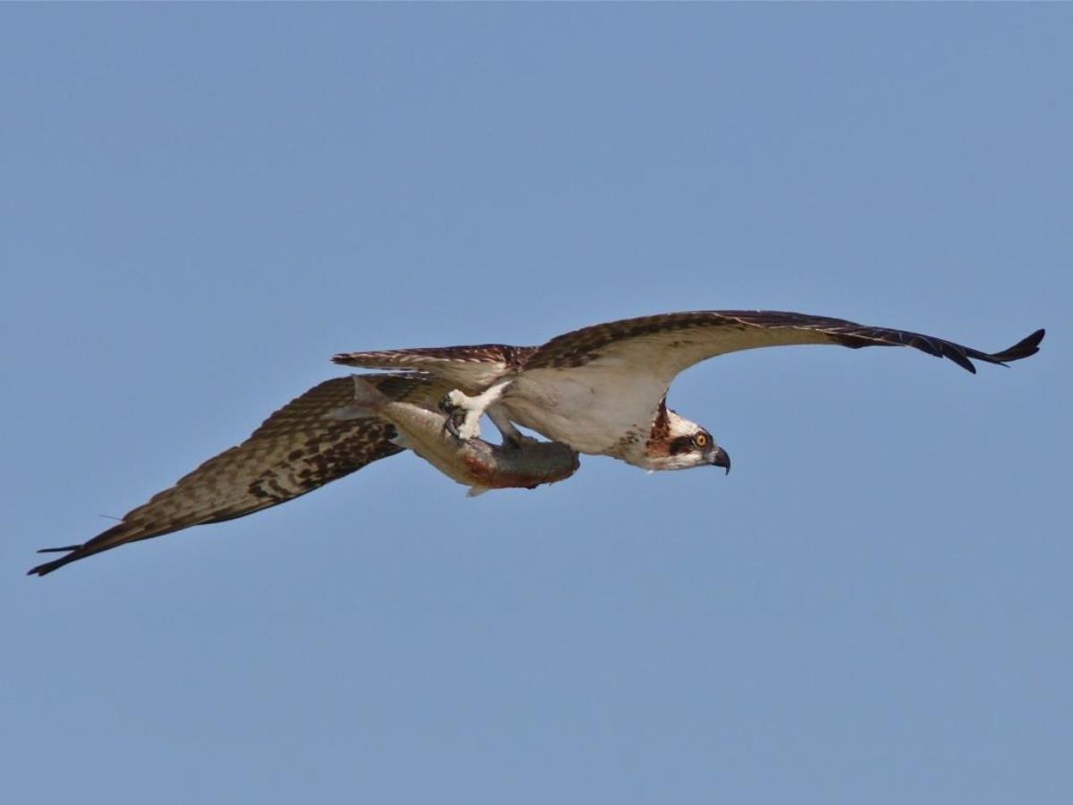 Osprey-Birding Costa Rica-Ecotours-ToucanBirdingEcolodge-costaricacom-IMG