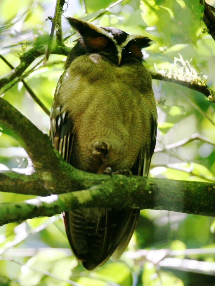Owl Crested-Birding Costa Rica-Ecotours-ToucanBirdingEcolodge-costaricacom-IMG