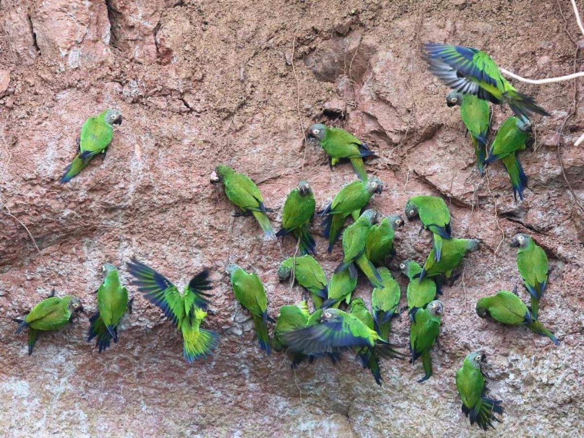 Parakeet Dusky-headed-Birding  Wildlife Tour Ecuador-Ecotours-Worldwidecom-S05A