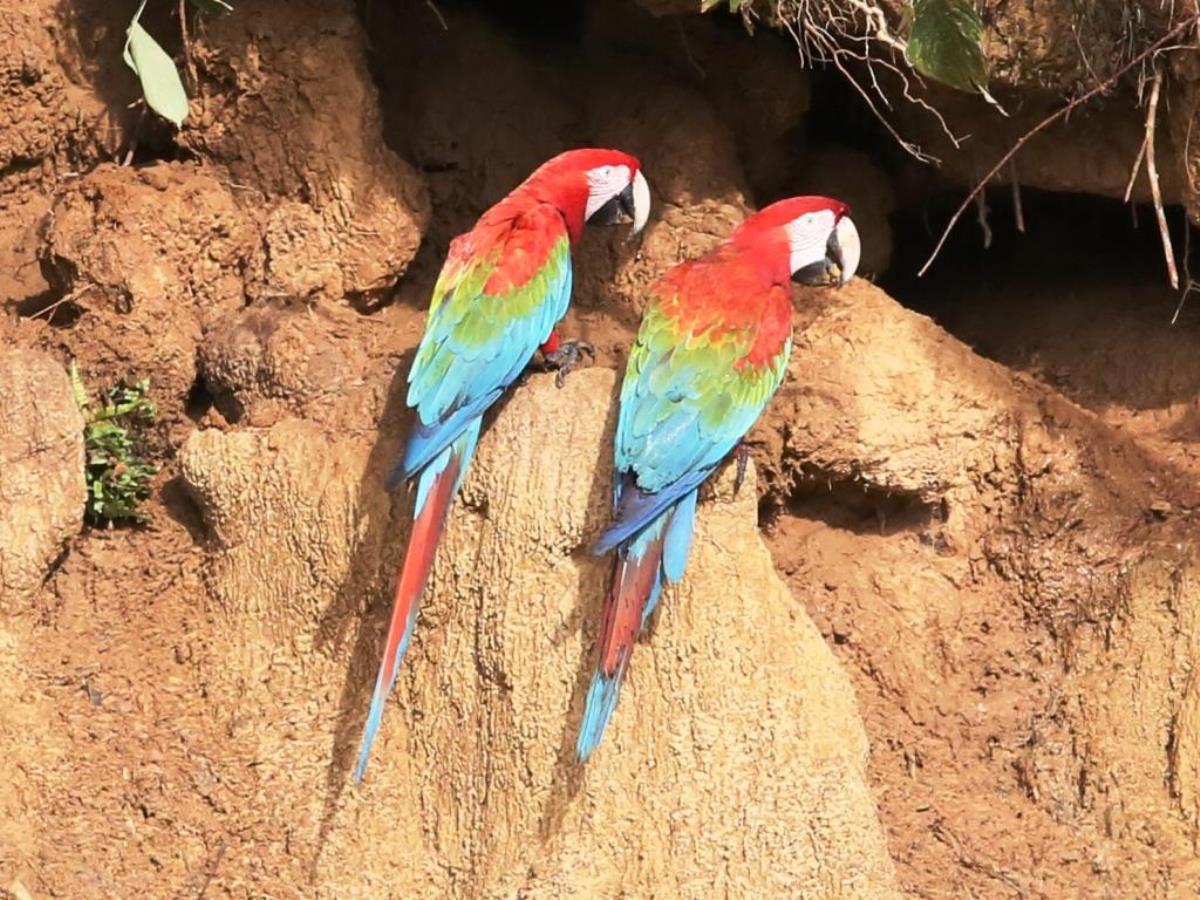 Parrot claylick-Peru Birding Tour by Ecotours-Worldwidecom-S05A