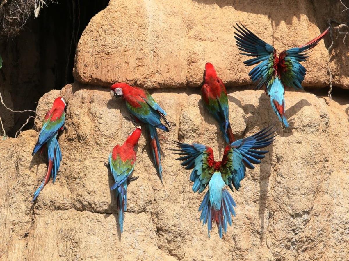 Parrot claylick-Peru Birding Tour by Ecotours-Worldwidecom-S05A