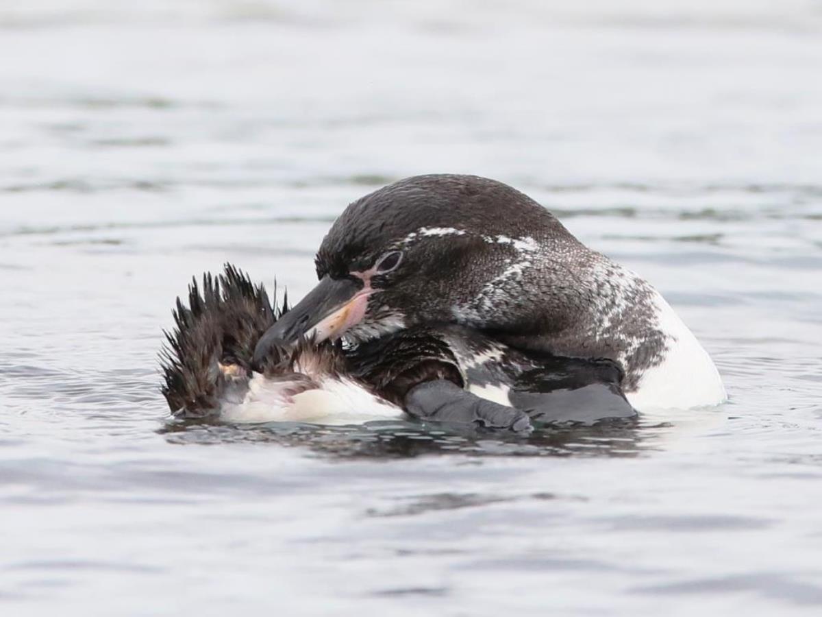 Penguin Galapagos-Birding  Wildlife Tour Ecuador-Ecotours-Worldwidecom-S05A