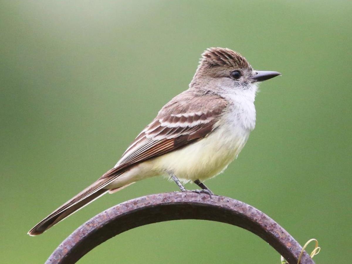 Pewee Tropical-Brazil Pantanal-Ecotours-Worldwidecom-S05A
