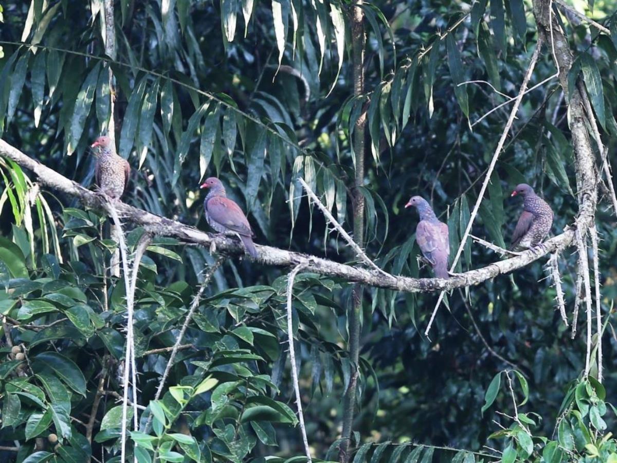 Pigeon Scaled-Belize Birding  Wildlife Tour by Ecotours-Worldwidecom-ToucanBirdingEcoLodge-S05A