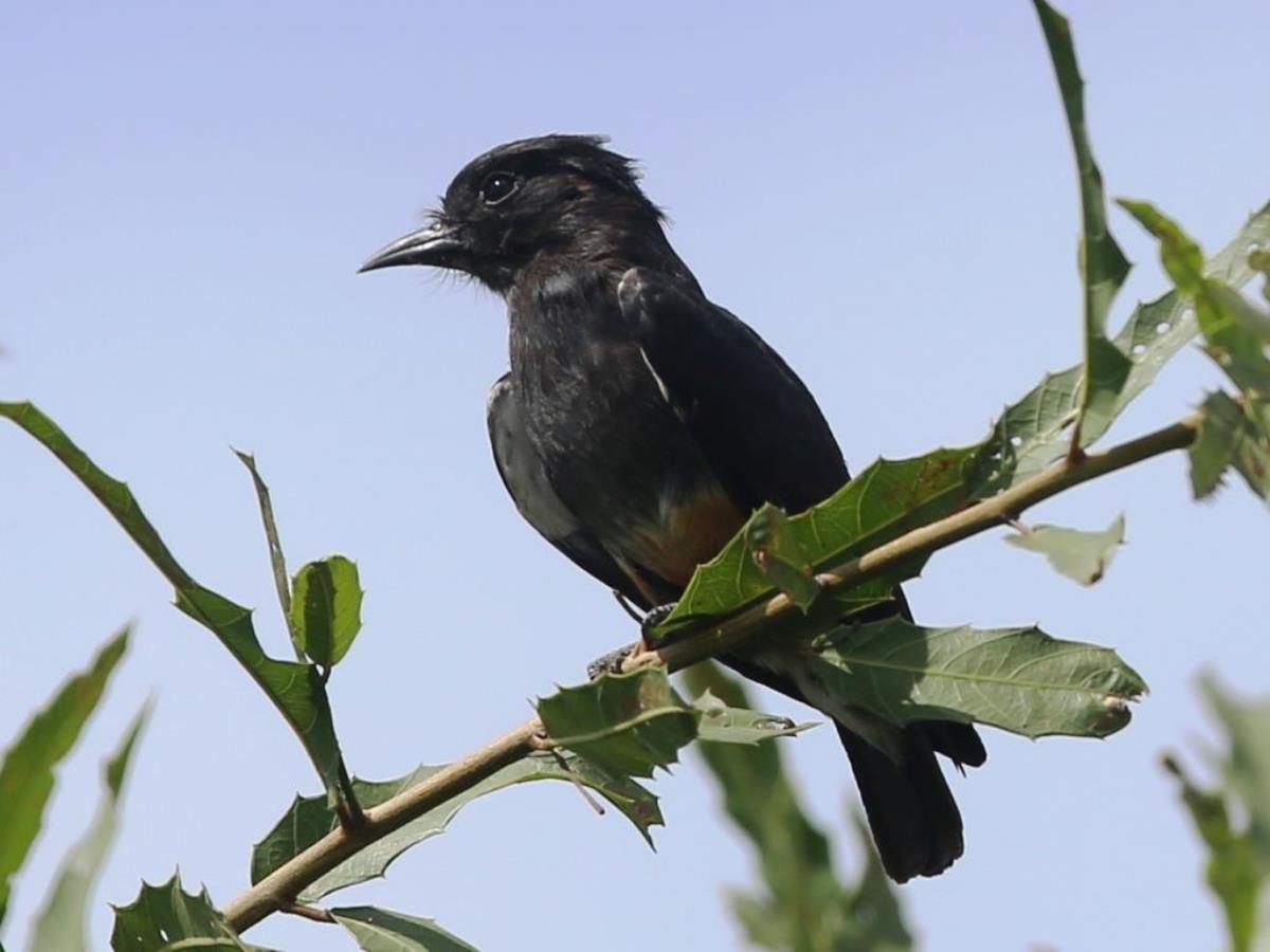 Puffbird Swallow-winged-Brazil Pantanal-Ecotours-Worldwidecom-S05A