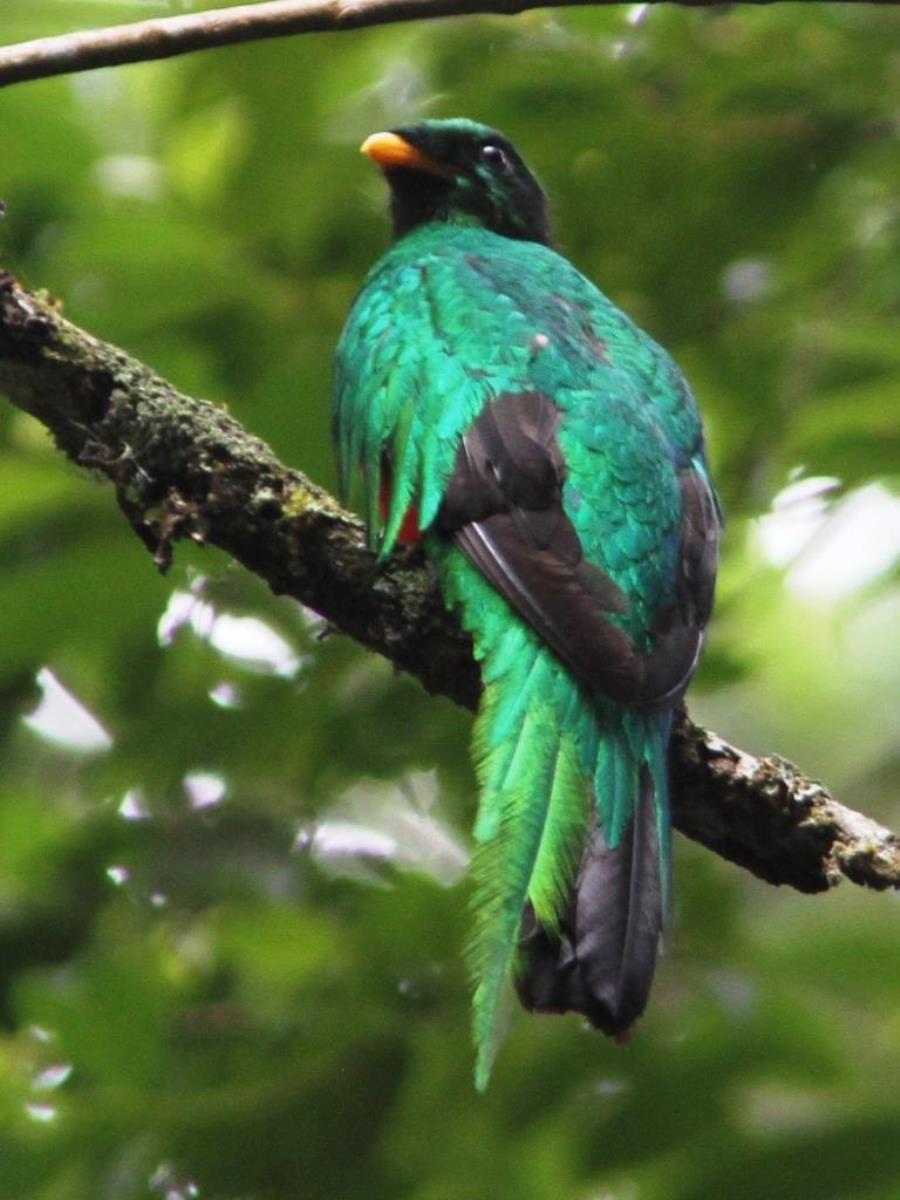 Quetzal White-tipped-Birding Colombia-Ecotours-ToucanBirdingEcolodge-costaricacom-IMG