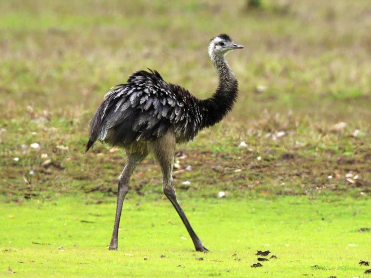 Rhea-Brazil-Pantanal  Atlantic Forest Tour by Ecotours-Worldwidecom-ToucanBirdingEcoLodge-S05A
