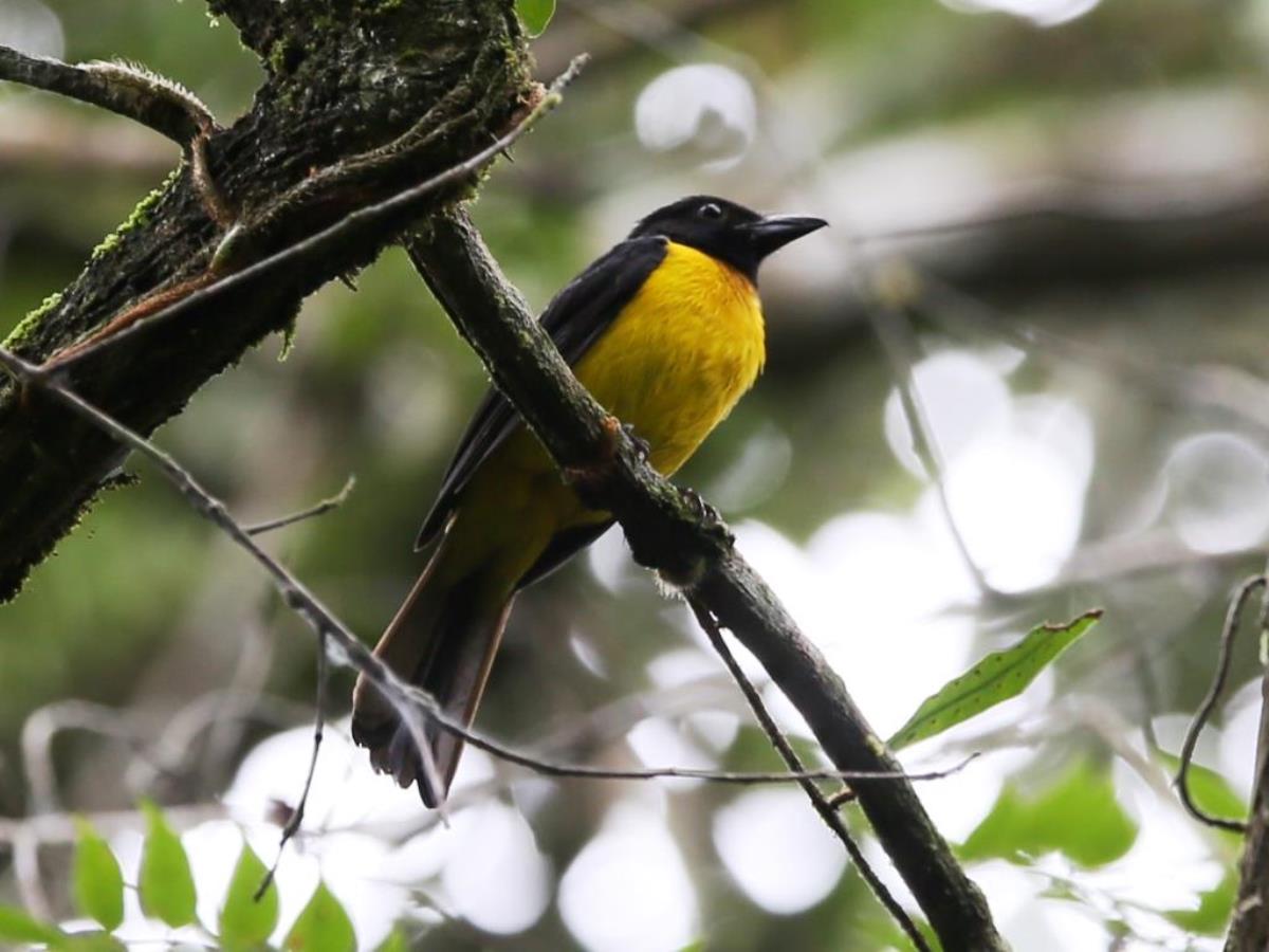 Shrike-Tanager Black-throated-Birding  Wildlife Tour Belize by Ecotours-Worldwidecom-ToucanBirdingEcolodge-S05A0971-