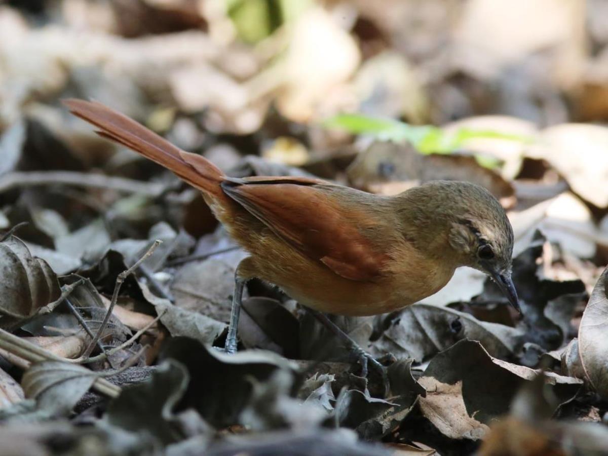 Spinetail White-lored-Brazil-Pantanal  Atlantic Forest Tour by Ecotours-Worldwidecom-ToucanBirdingEcoLodge-S05A