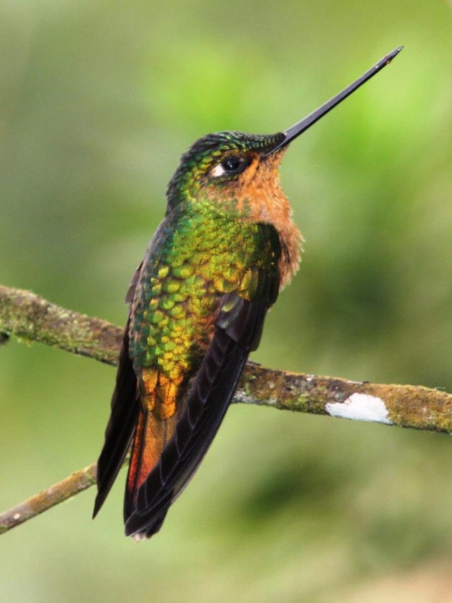 Starfrontlet White-tailed female-Birding Costa Rica-Ecotours-ToucanBirdingEcolodge-costaricacom-IMG