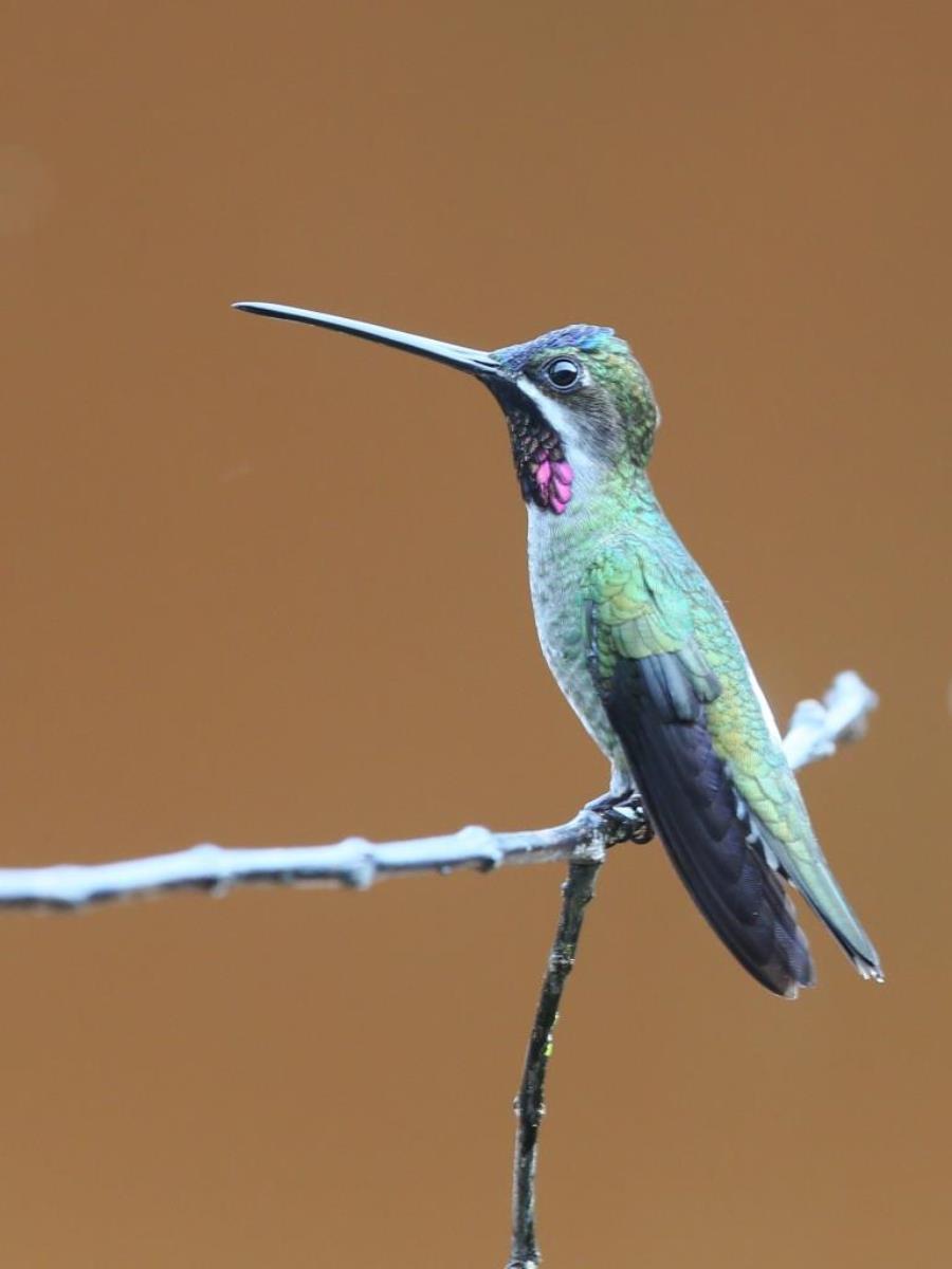Starthroat Long-billed-Birding  Wildlife Tour Panama-Ecotours-ToucanBirdingEcolodge-costaricacom-S05A
