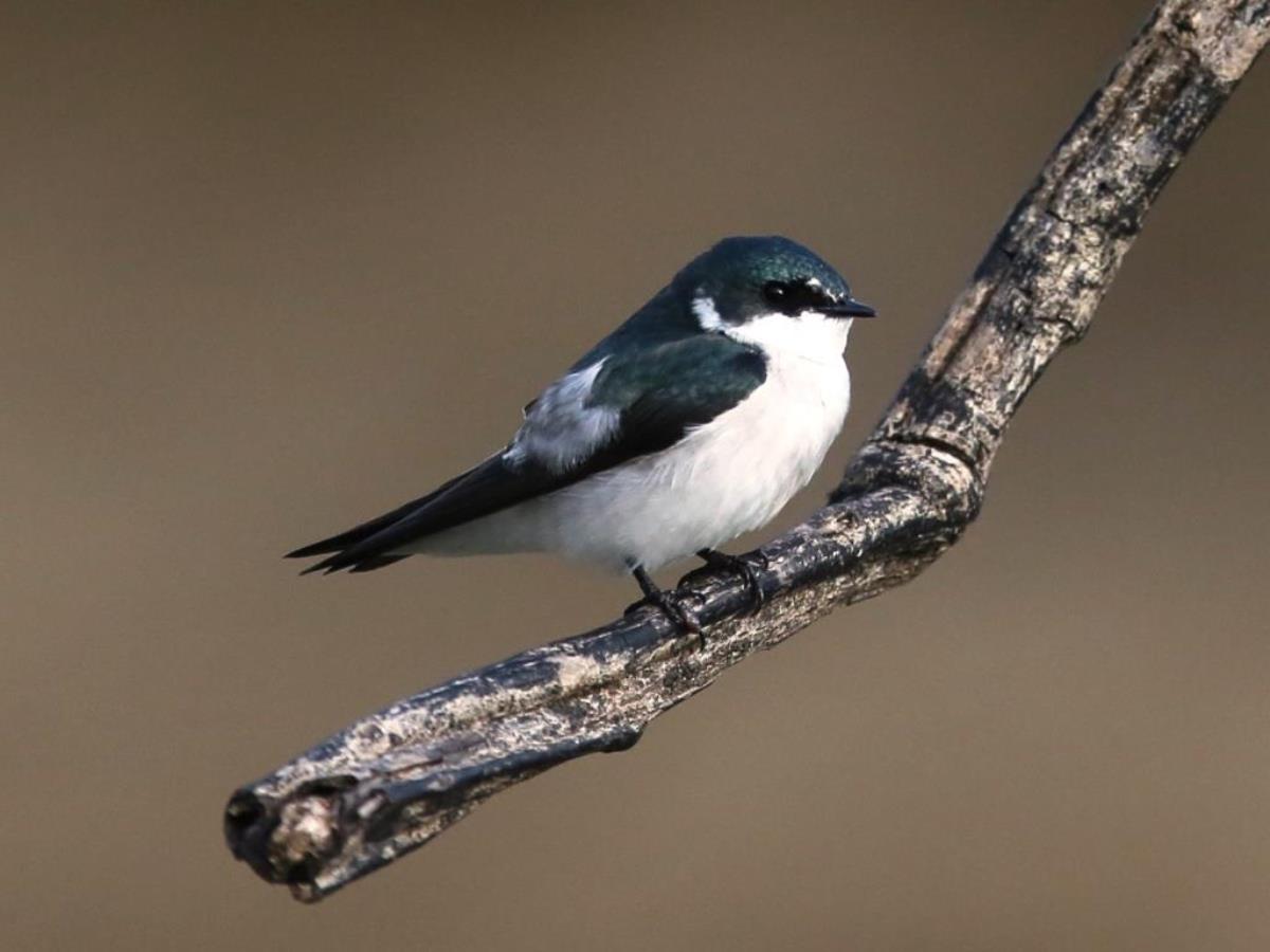 Swallow Mangrove-Birding Yucatan-Ecotours-ToucanBirdingEcolodge-costaricacom-S05A