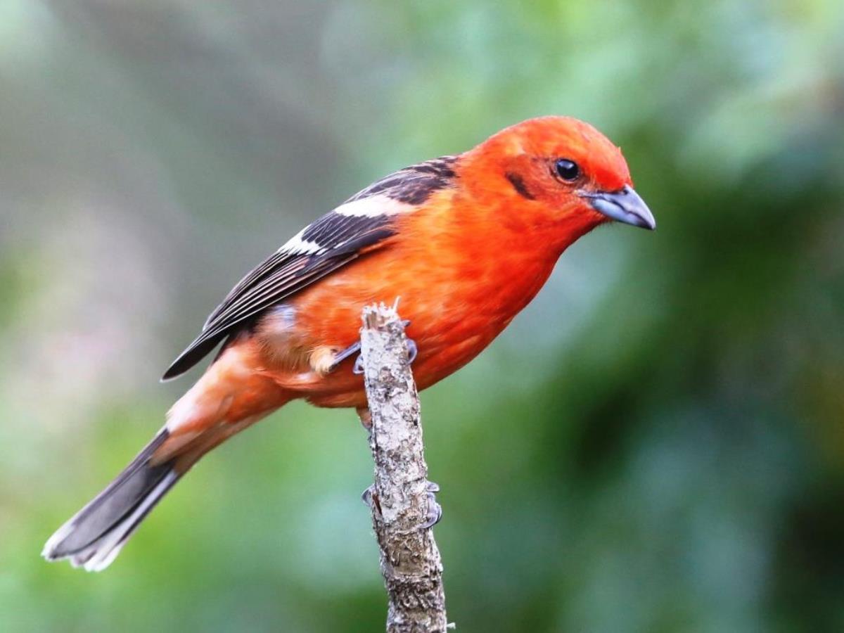 Tanager Flame-colored-Birding Costa Rica-Ecotours-ToucanBirdingEcolodge-costaricacom-S05A