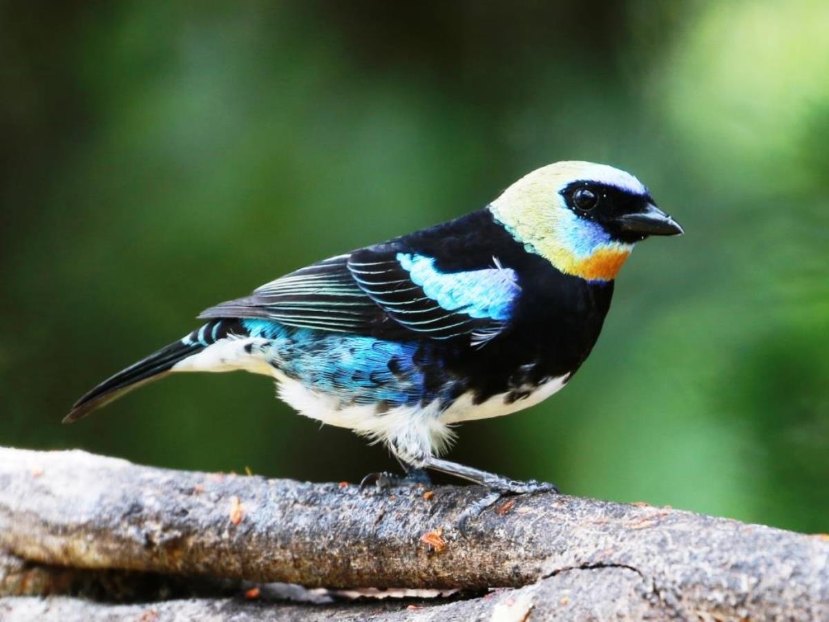 Tanager Golden-hooded-Birding  Wildlife Costa Rica-Ecotours-ToucanBirdingEcolodge-costaricacom-0D1A