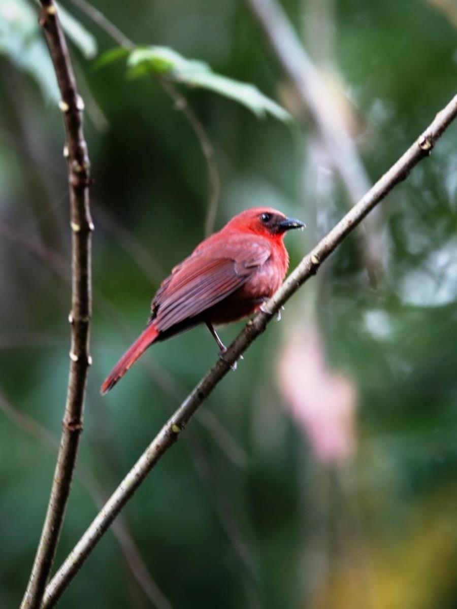 Tanager Red-throated Ant-Birding-Wildlife-Photography Tours Belize  Yucatan Mexico-Ecotours-Worldwidecom-S05A