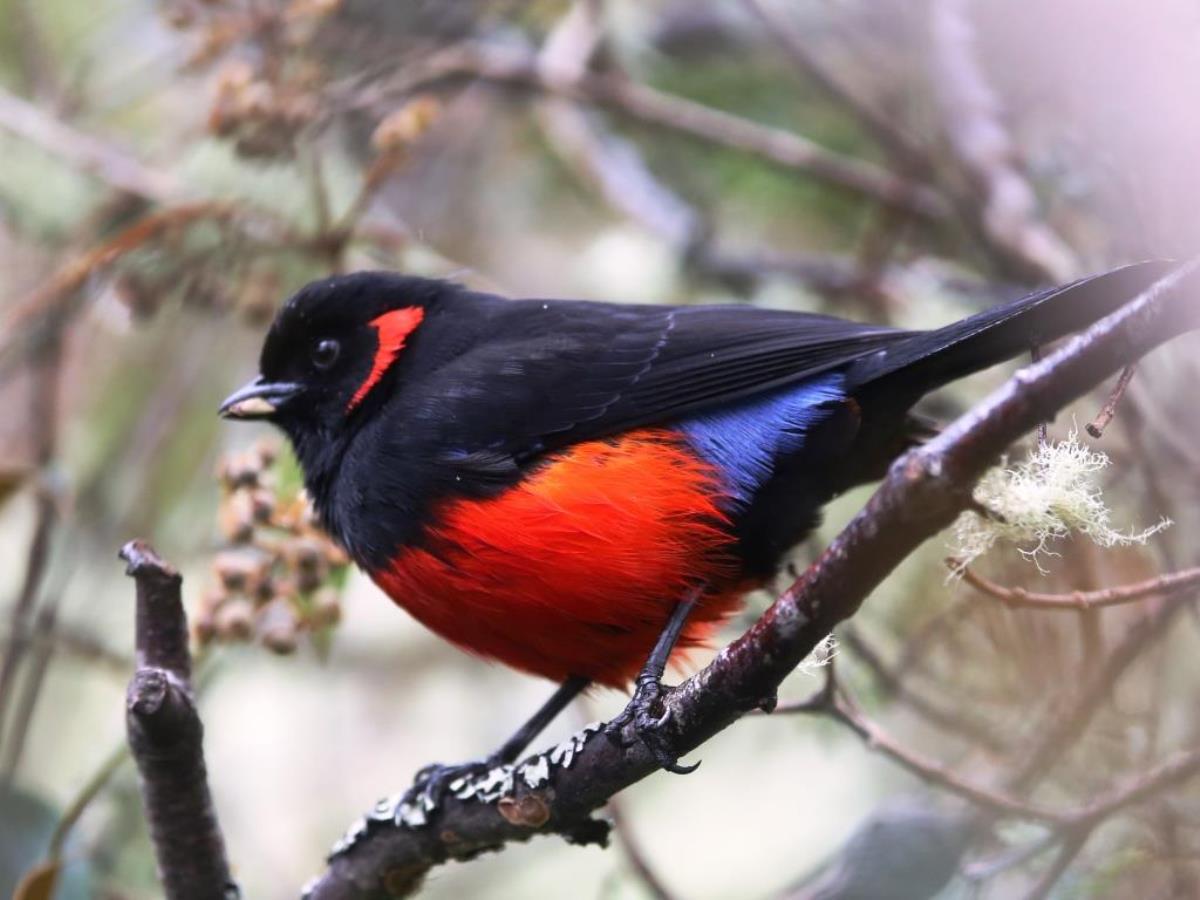 Tanager Scarlet-bellied Mountain-Colombia-Birding  Wildlife Tour-Ecotours-Worldwidecom-S05A
