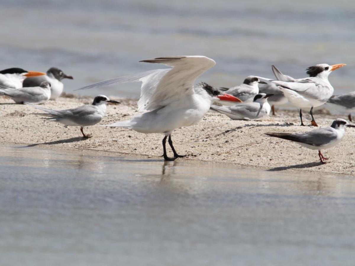 Tern Caspian non-breeding-Birding-Wildlife-Photography Tours Belize  Yucatan Mexico-Ecotours-Worldwidecom-IMG