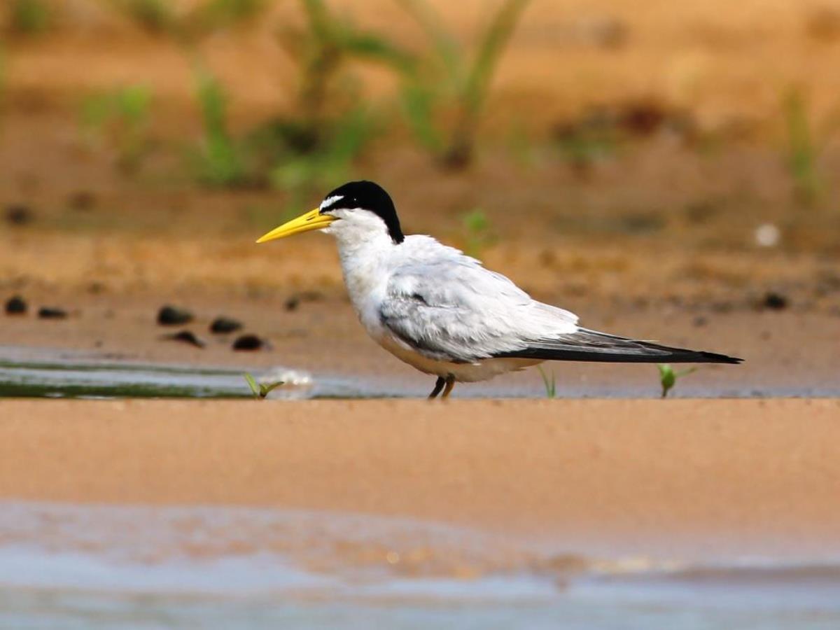 Tern Yellow-billed-Brazil-Pantanal  Atlantic Forest Tour by Ecotours-Worldwidecom-ToucanBirdingEcoLodge-S05A