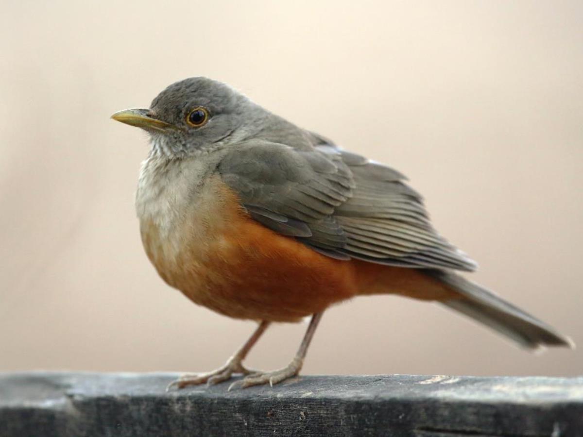 Thrush Rufous-bellied-Brazil-Pantanal  Atlantic Forest Tour by Ecotours-Worldwidecom-ToucanBirdingEcoLodge-S05A