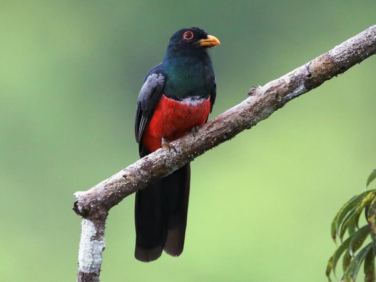 Trogon Black-tailed-Birding  Wildlife Tour Ecuador-Ecotours-Worldwidecom-S05A