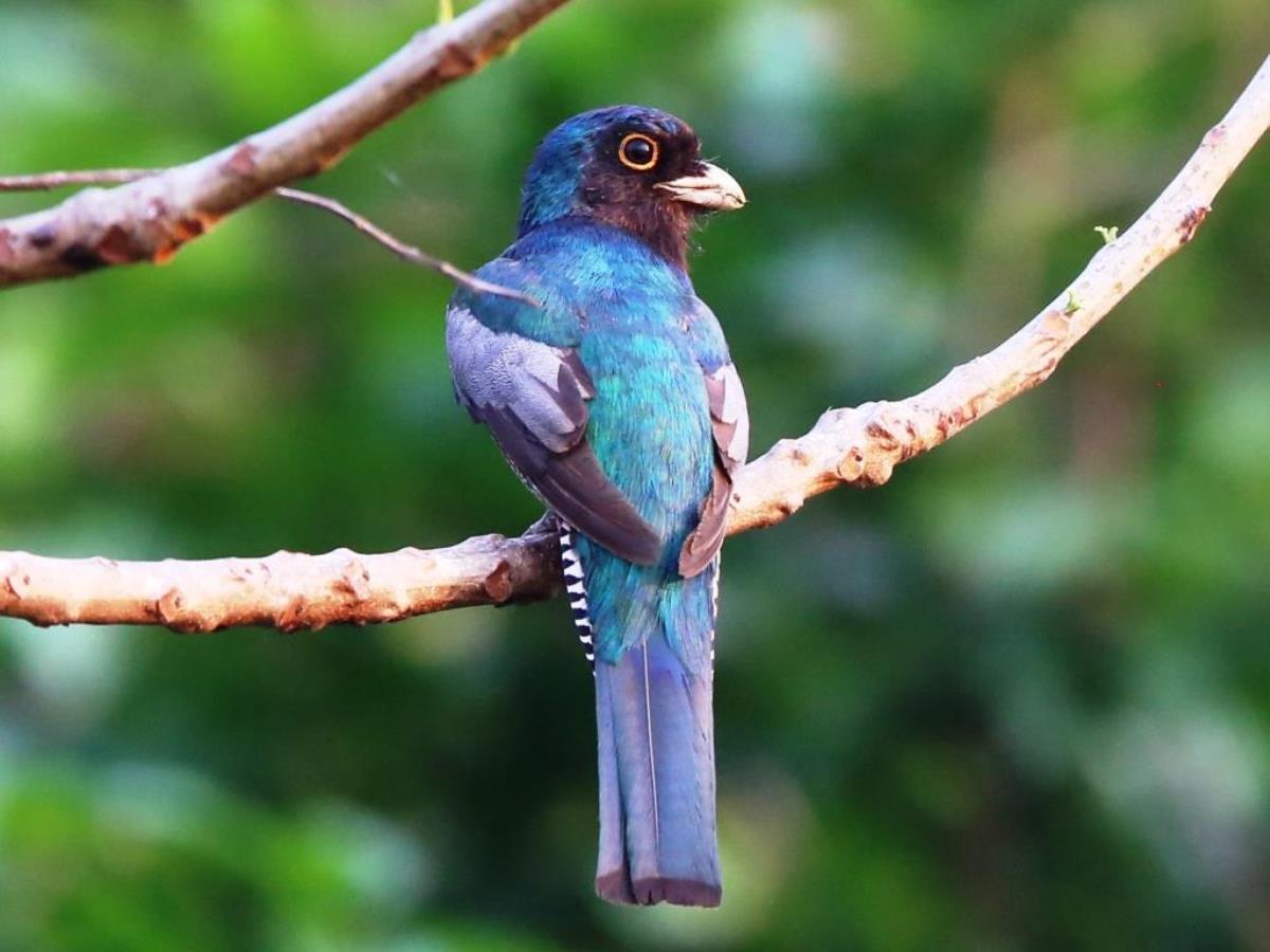 Trogon Blue-crowned male-Brazil-Pantanal  Atlantic Forest Tour by Ecotours-Worldwidecom-ToucanBirdingEcoLodge-S05A