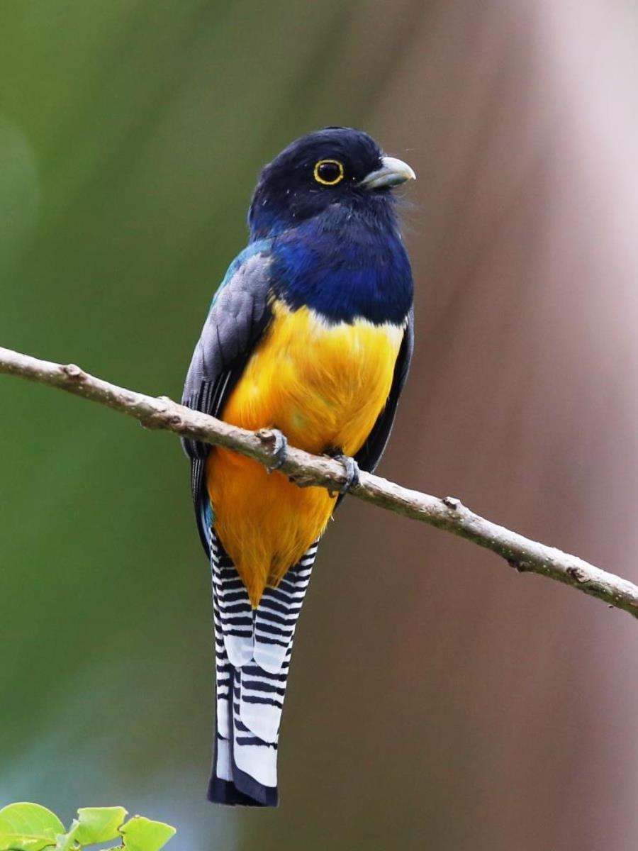Trogon Gartered male-Birding  Wildlife Tour Panama by Ecotours-Worldwidecom-S05A