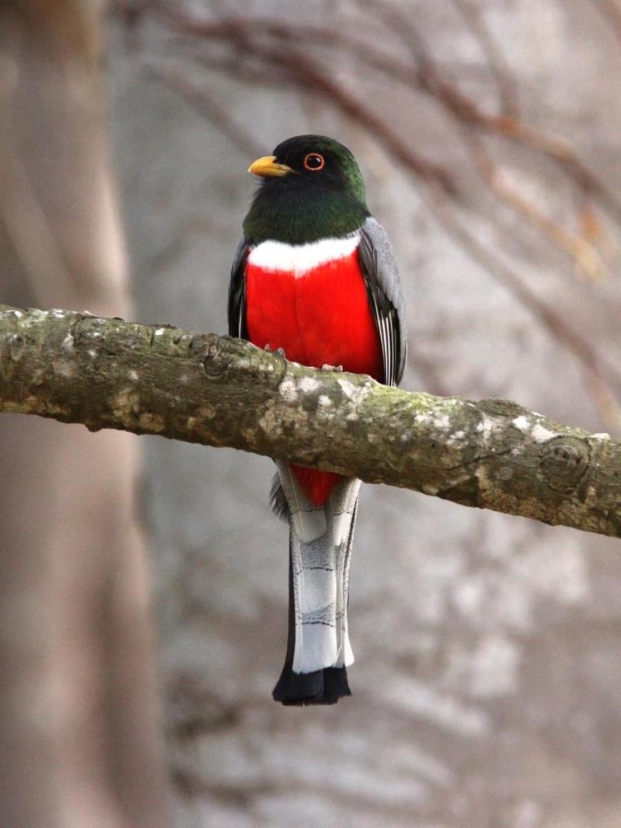 Trogon Mountain-Birding Costa Rica-Ecotours-ToucanBirdingEcolodge-costaricacom-IMG
