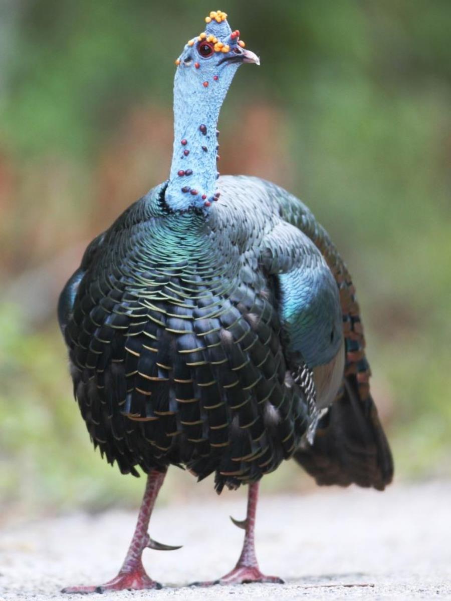 Turkey Ocellated Turkey Bird Photo tour Mexico-Belize by Ecotours-Worldwidecom Latin America IMG