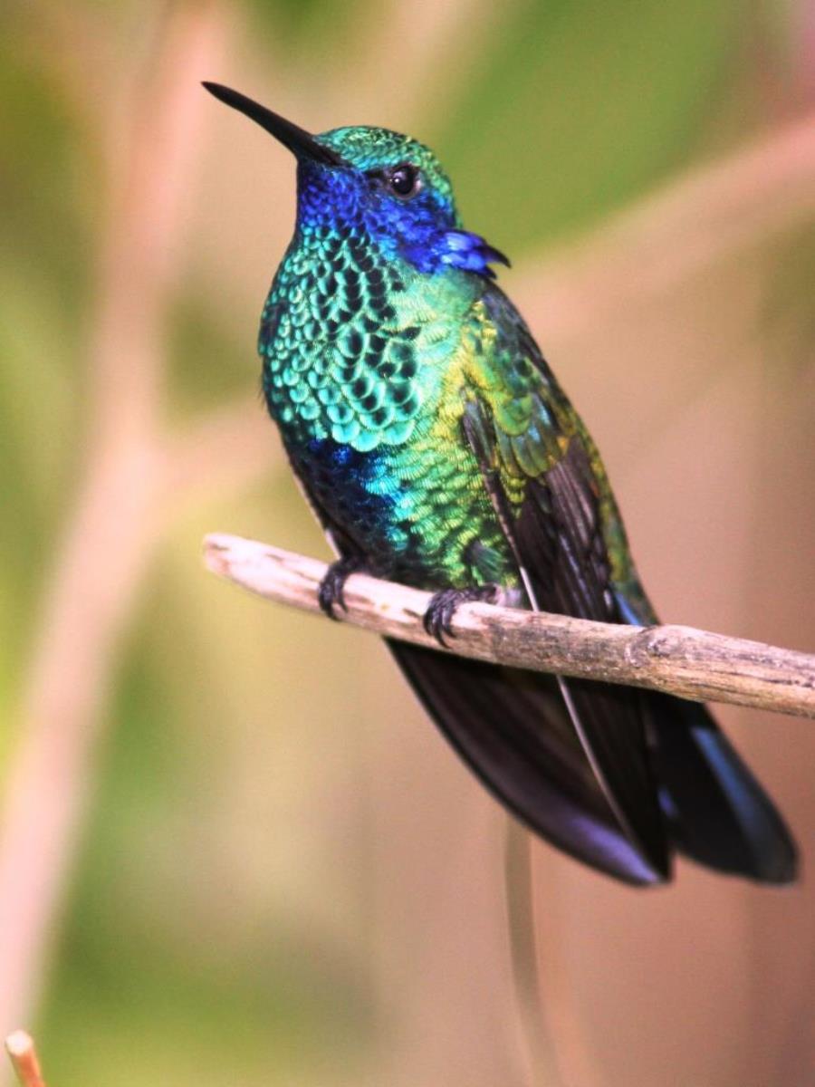 Violet-ear Sparkling Santa Marta-Birding-Wildlife  Photography Tour in Colombia by Ecotours-Worldwidecom-IMG